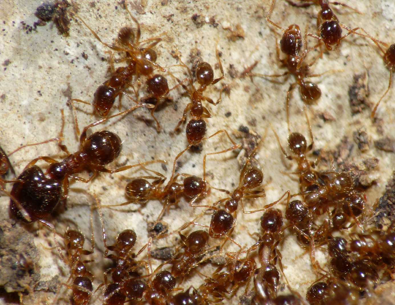 Pheidole sp. di colore scuro